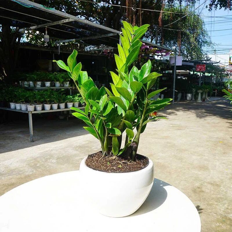 quatang