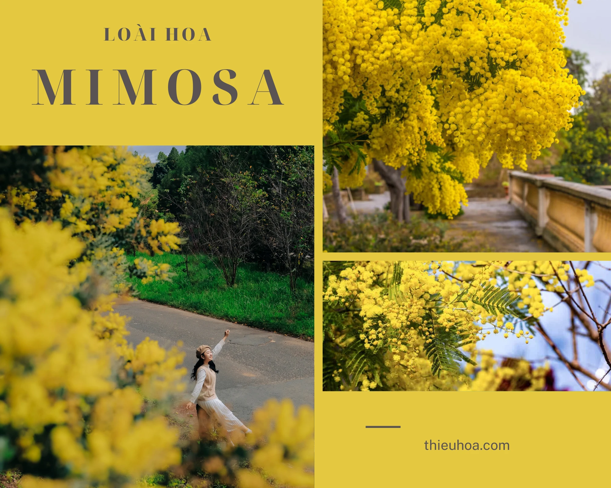 Tất tần tật về loài hoa Mimosa có thể bạn chưa biết