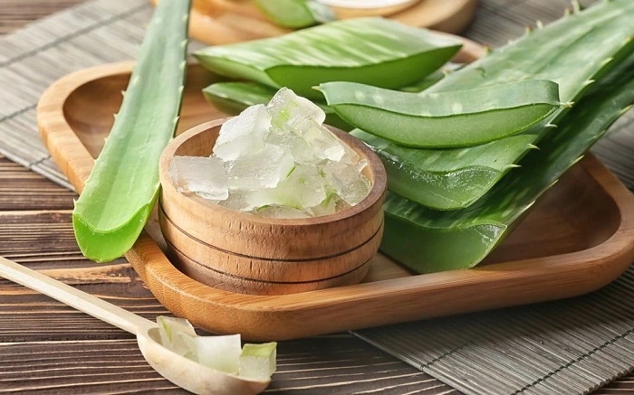 Hướng dẫn trồng nha đam đơn giản tại nhà