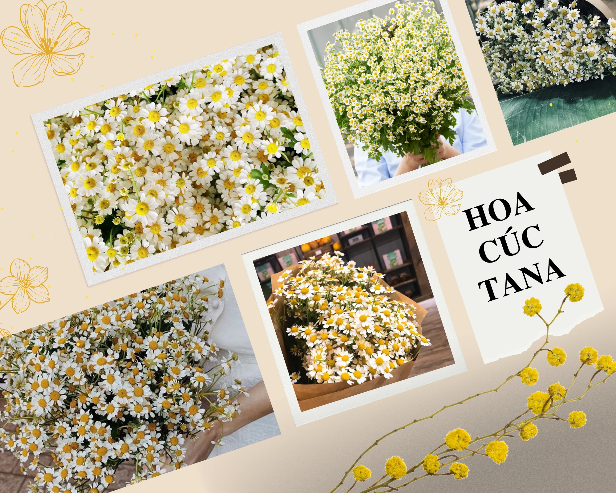 Hoa cúc Tana: Tìm hiểu vẻ đẹp của loài hoa nhỏ bé này
