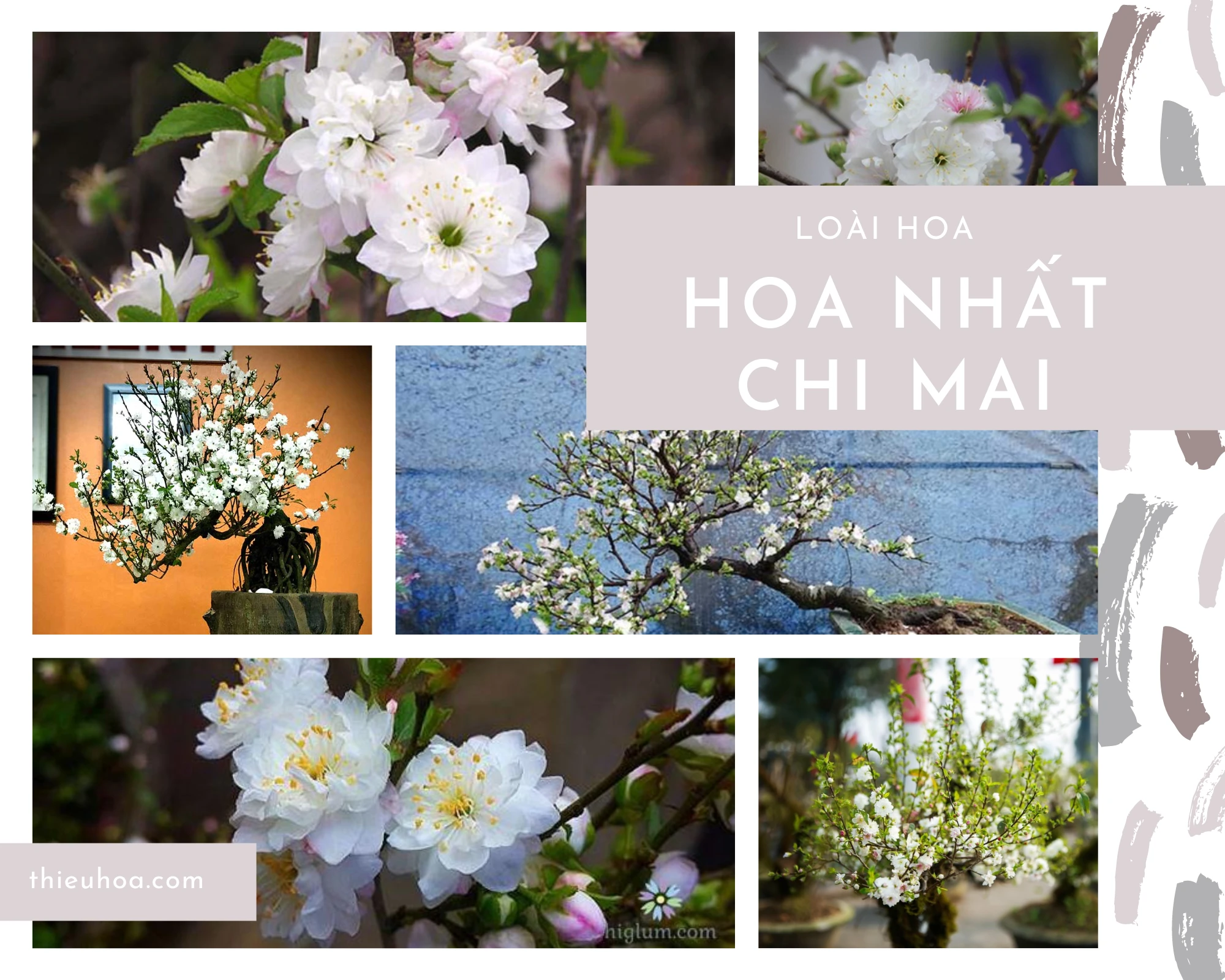 Hoa nhất chi mai: Vua của những loài hoa Tết có thể bạn chưa biết
