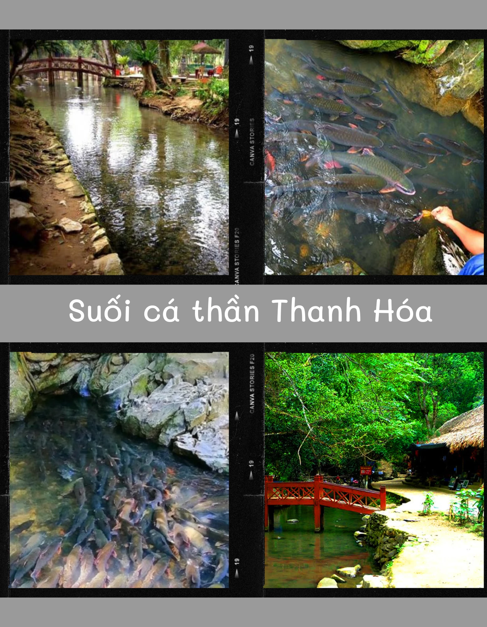 Suối cá thần ở Thanh Hóa có thực sự kì bí như lời đồn?