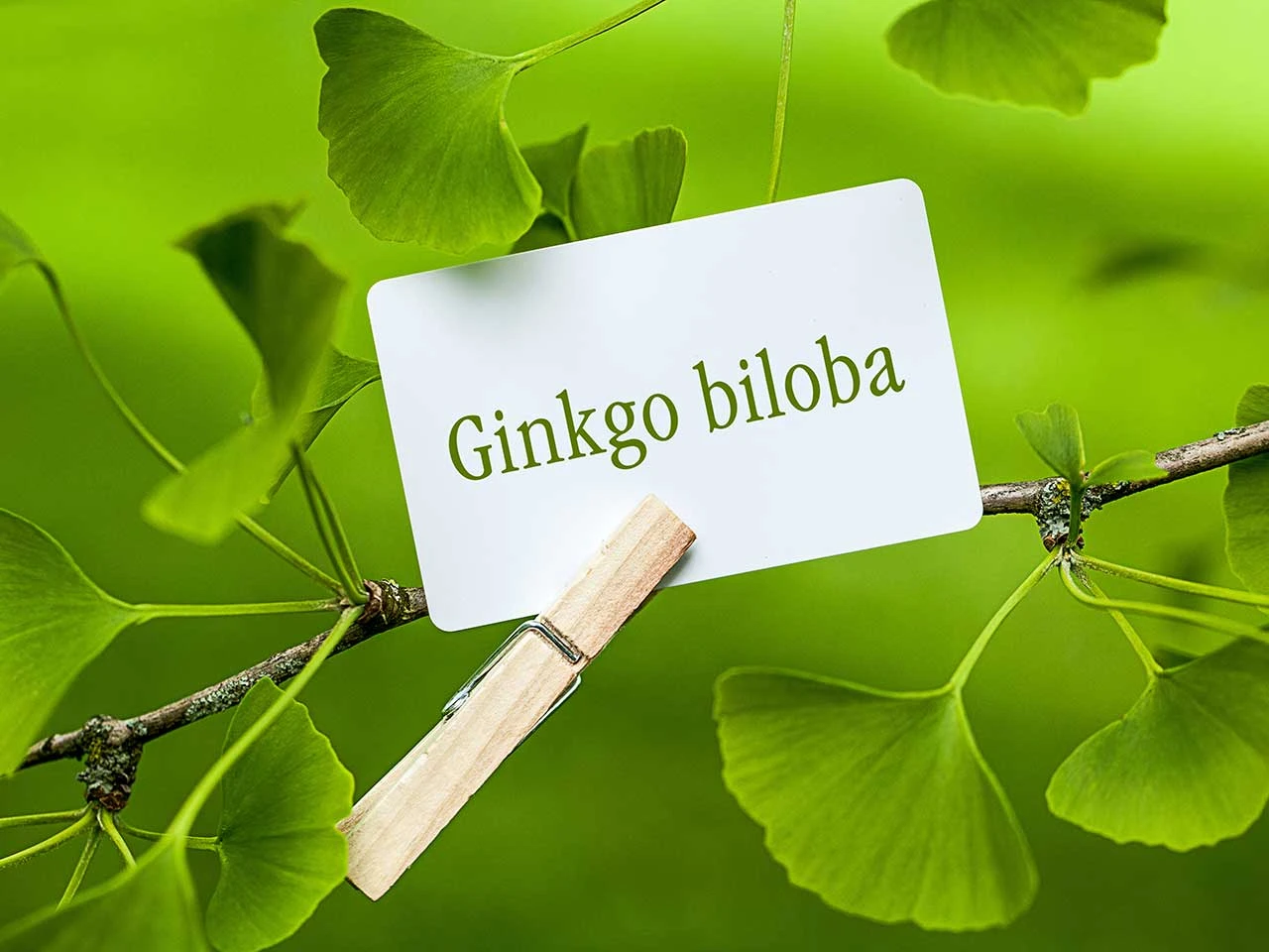 Chiết xuất lá bạch quả là gì? Lợi ích của nó trong làm đẹp?