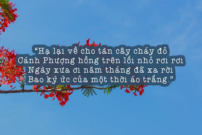 Thơ mùa hè - chùm thơ hay về mùa hạ tan chảy mọi cảm xúc