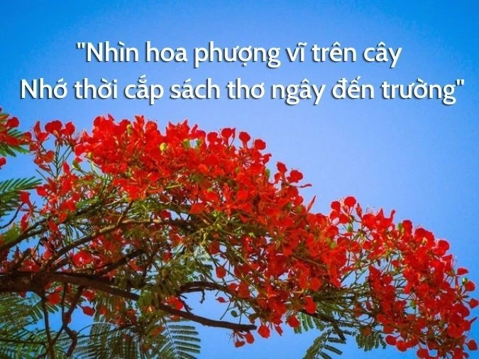 tho-ve-hoa-phuong-01