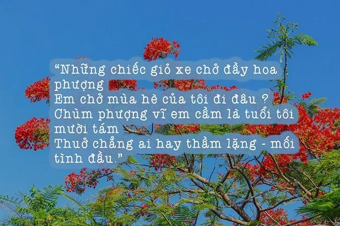 CHÙM thơ về hoa phượng, thơ hay về hoa phượng tuổi học trò