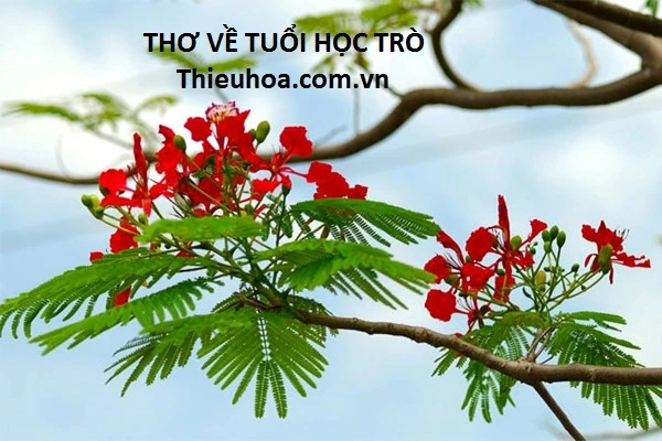 Tập thơ về tuổi học trò tinh nghịch, trong sáng và hồn nhiên