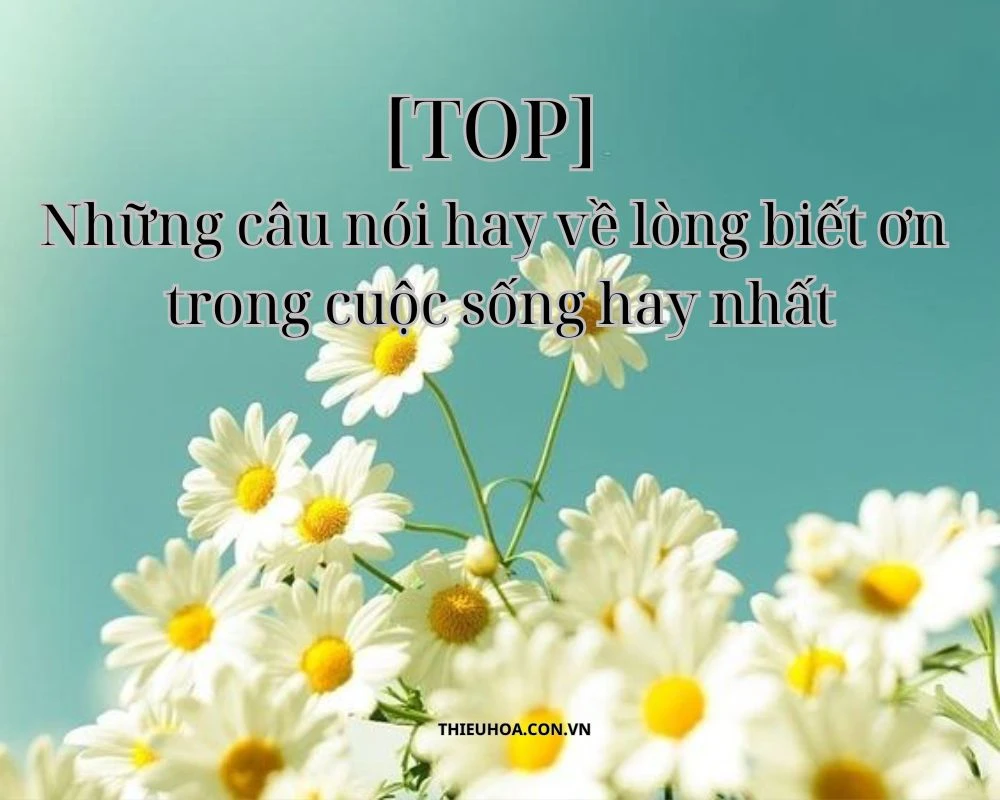 Những câu nói hay về lòng biết ơn trong cuộc sống hay nhất