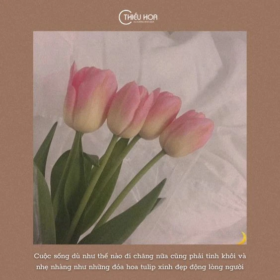 #50+ bài thơ về hoa tulip, stt về hoa tulip tinh khôi