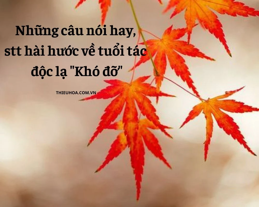 Những câu nói hay, stt hài hước về tuổi tác độc lạ "Khó đỡ"