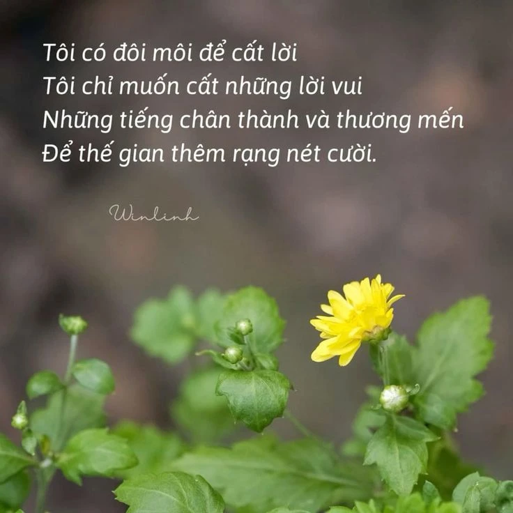 Tổng hợp những câu nói chữa lành trái tim đang tổn thương