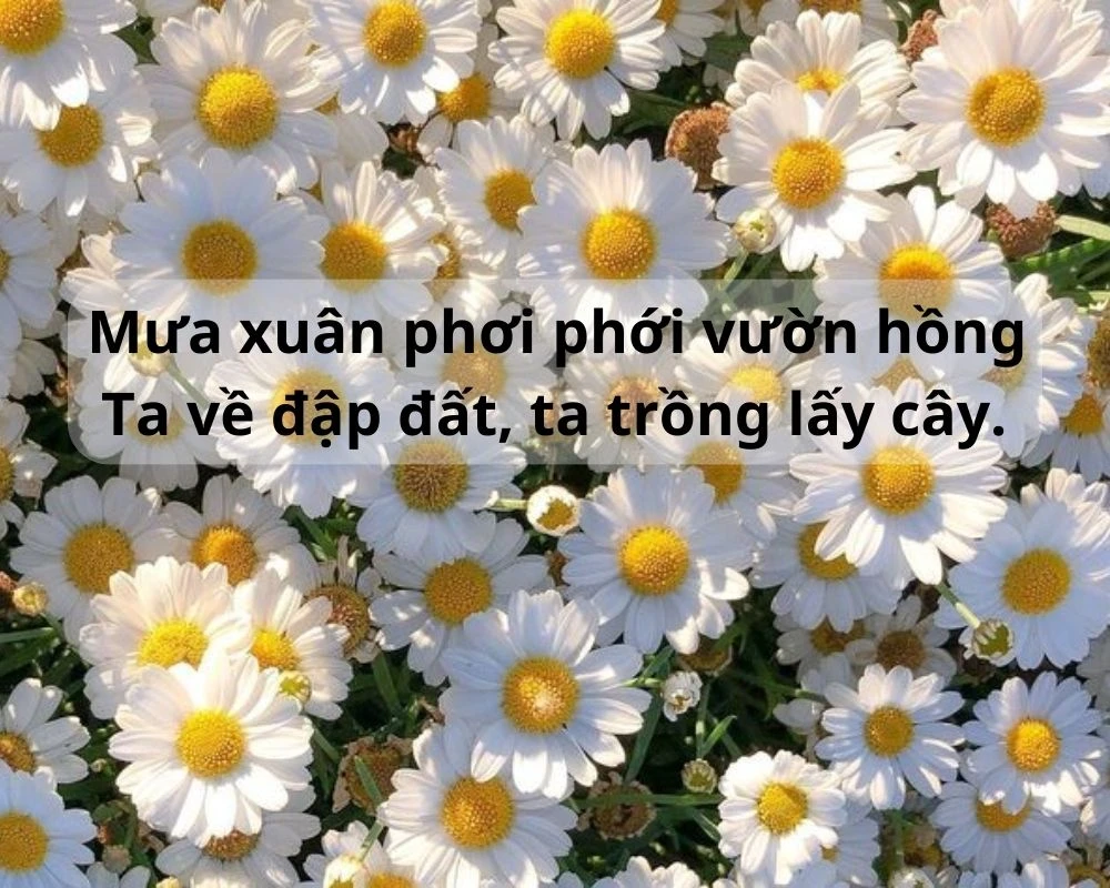 Các câu ca dao tục ngữ về mùa xuân chọn lọc