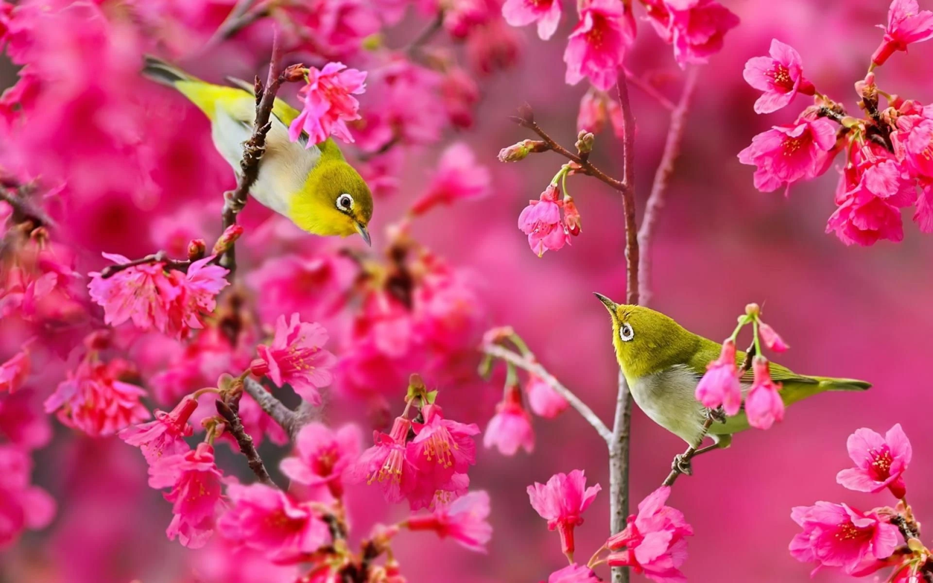 Thơ tình mùa xuân hay, buồn, thơ xuân tình yêu lãng mạn