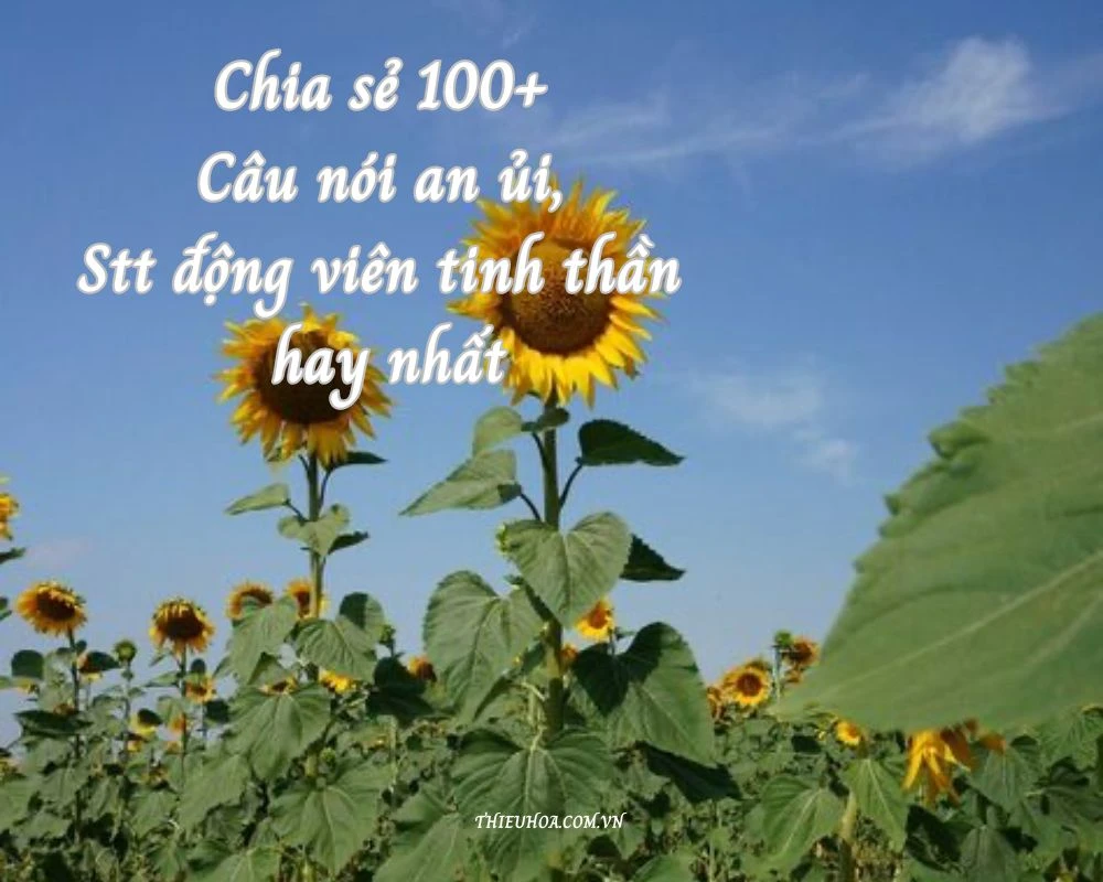 Chia sẻ 100+ Câu nói an ủi, Stt động viên tinh thần hay nhất