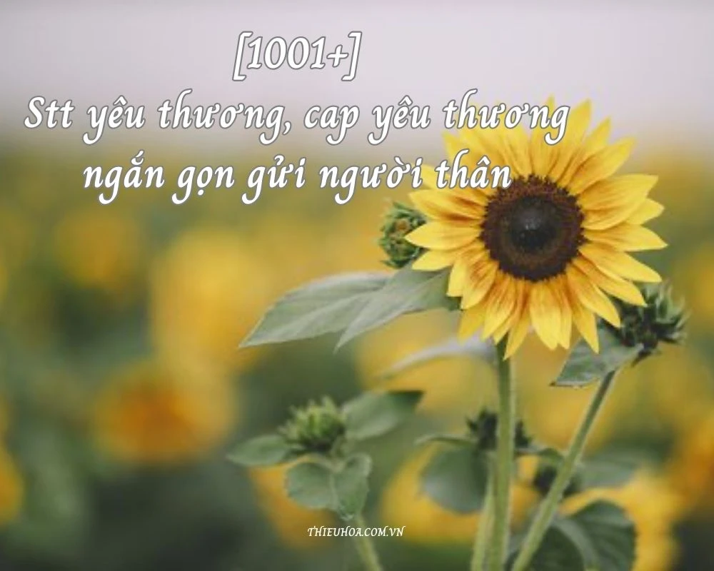 1001+ Stt yêu thương cap yêu thương ngắn gọn gửi người thân