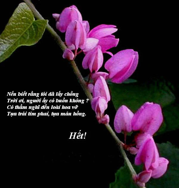 Tuyển Tập thơ về hoa Ti-gôn, thơ tình hoa Ti-gôn đượm buồn