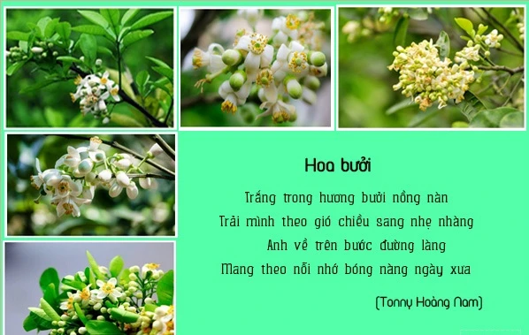 Tuyển Tập thơ về hoa bưởi, thơ tình hoa bưởi nồng nàn xúc cảm