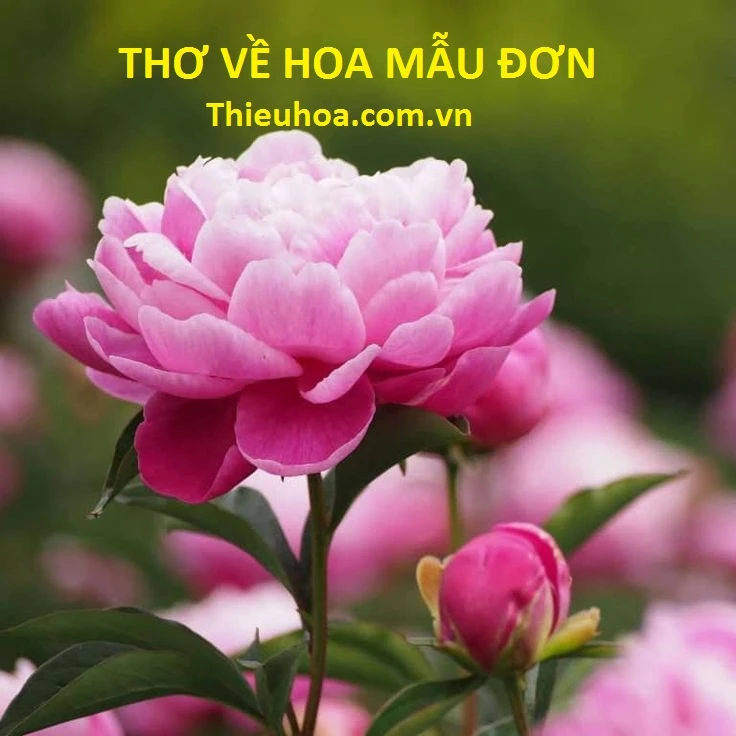 Thơ về hoa mẫu đơn, thơ tình hoa mẫu đơn, stt hoa mẫu đơn